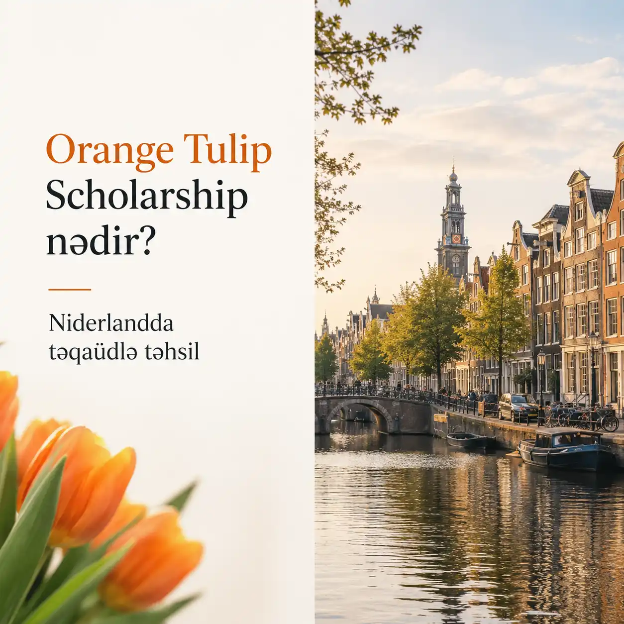 Orange Tulip Scholarship: Şərtlər və Müraciət